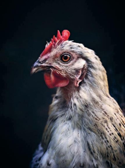 Insidesbild ur boken Världens vanligaste fågel.