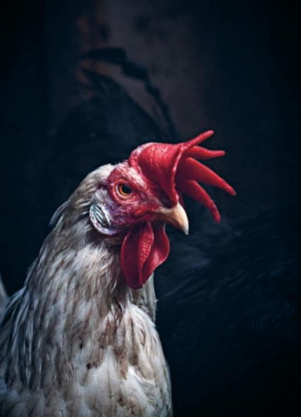 Insidesbild ur boken Världens vanligaste fågel.