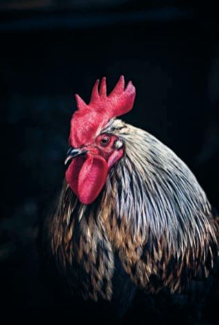 Insidesbild ur boken Världens vanligaste fågel.