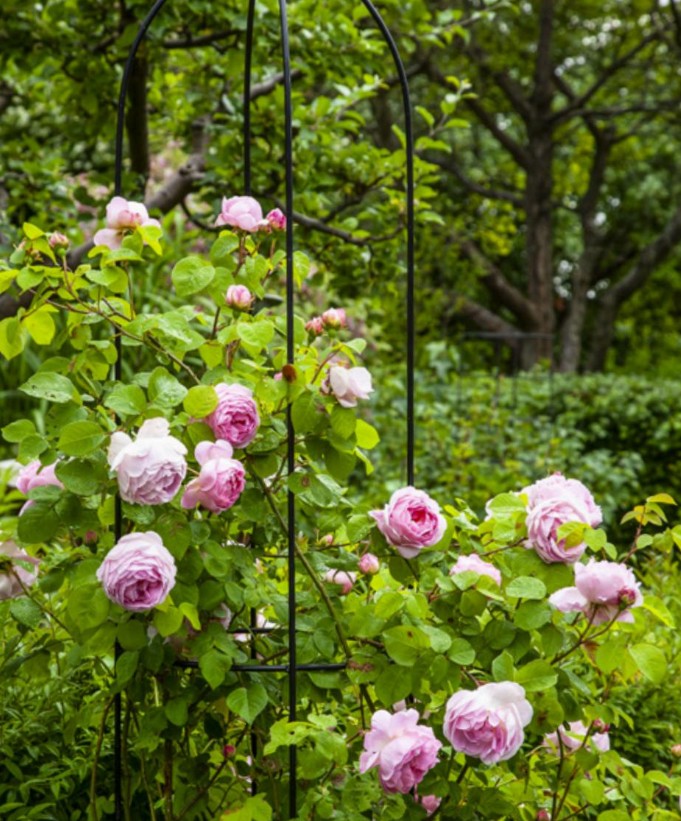 Insidesbild ur boken: Konsten att beskära