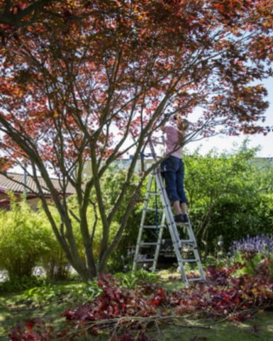 Insidesbild ur boken: Konsten att beskära