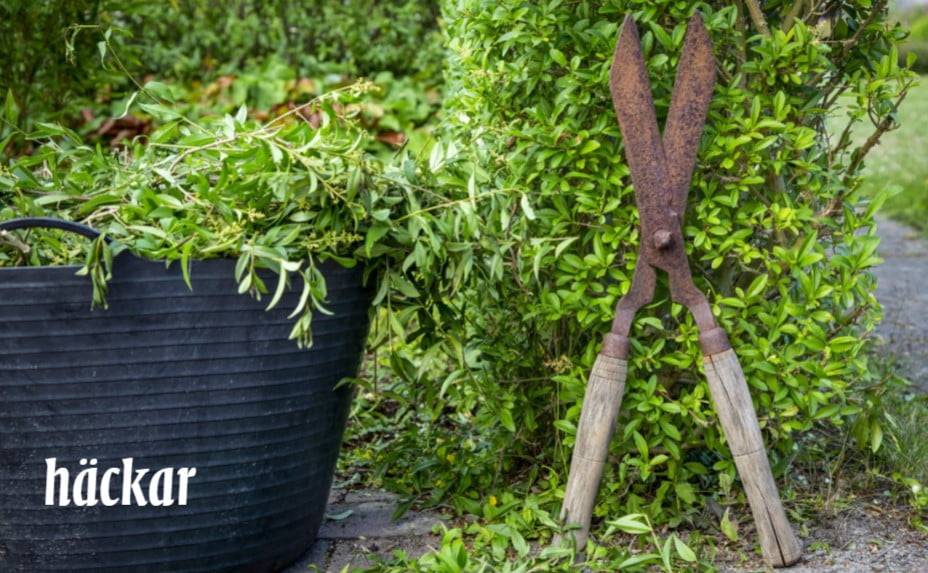 Insidesbild ur boken: Konsten att beskära